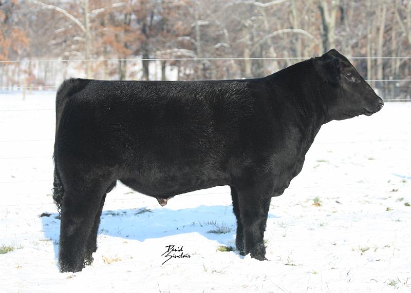 25 bull.jpg